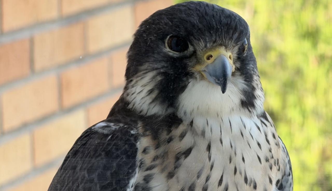 Lost Falcon Found: Ocean City Boardwalk’s Trico Reunited with Handlers