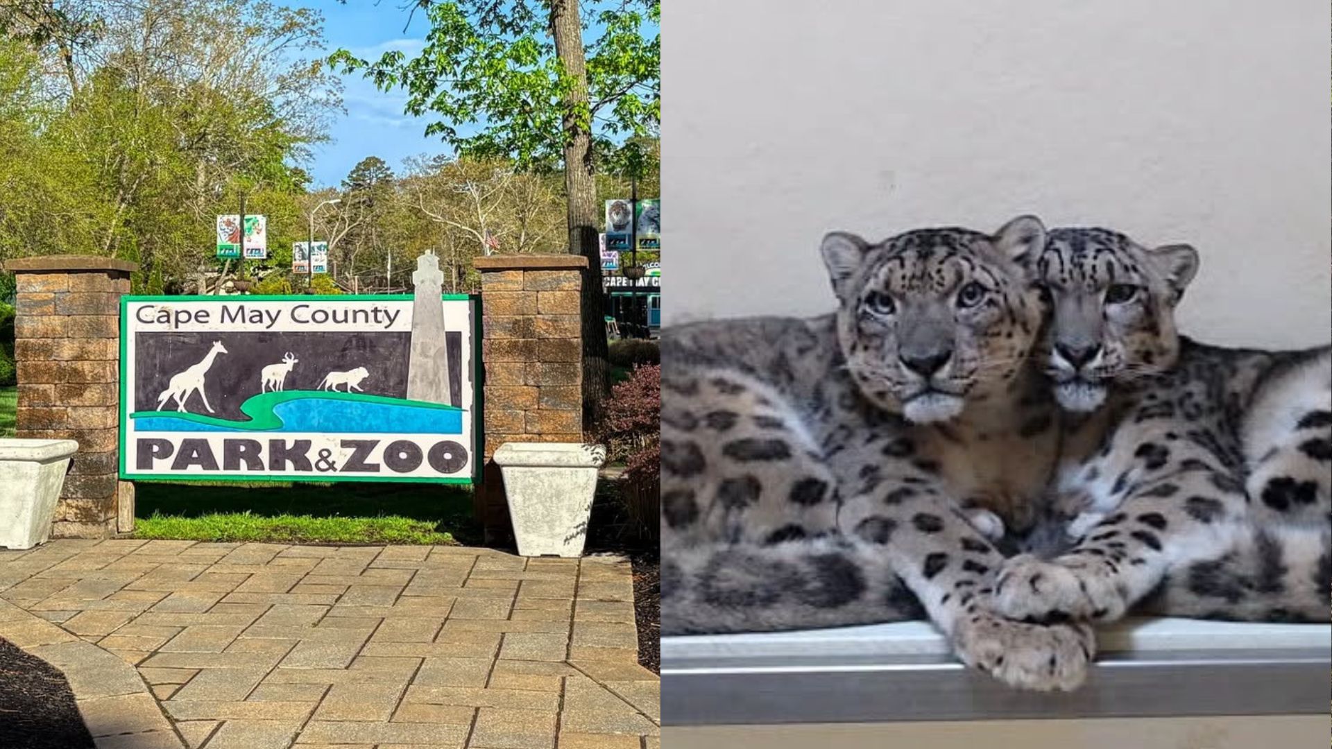 Remembering Maliha and Bataar: A Tribute to the Snow Leopards of Cape May County Zoo