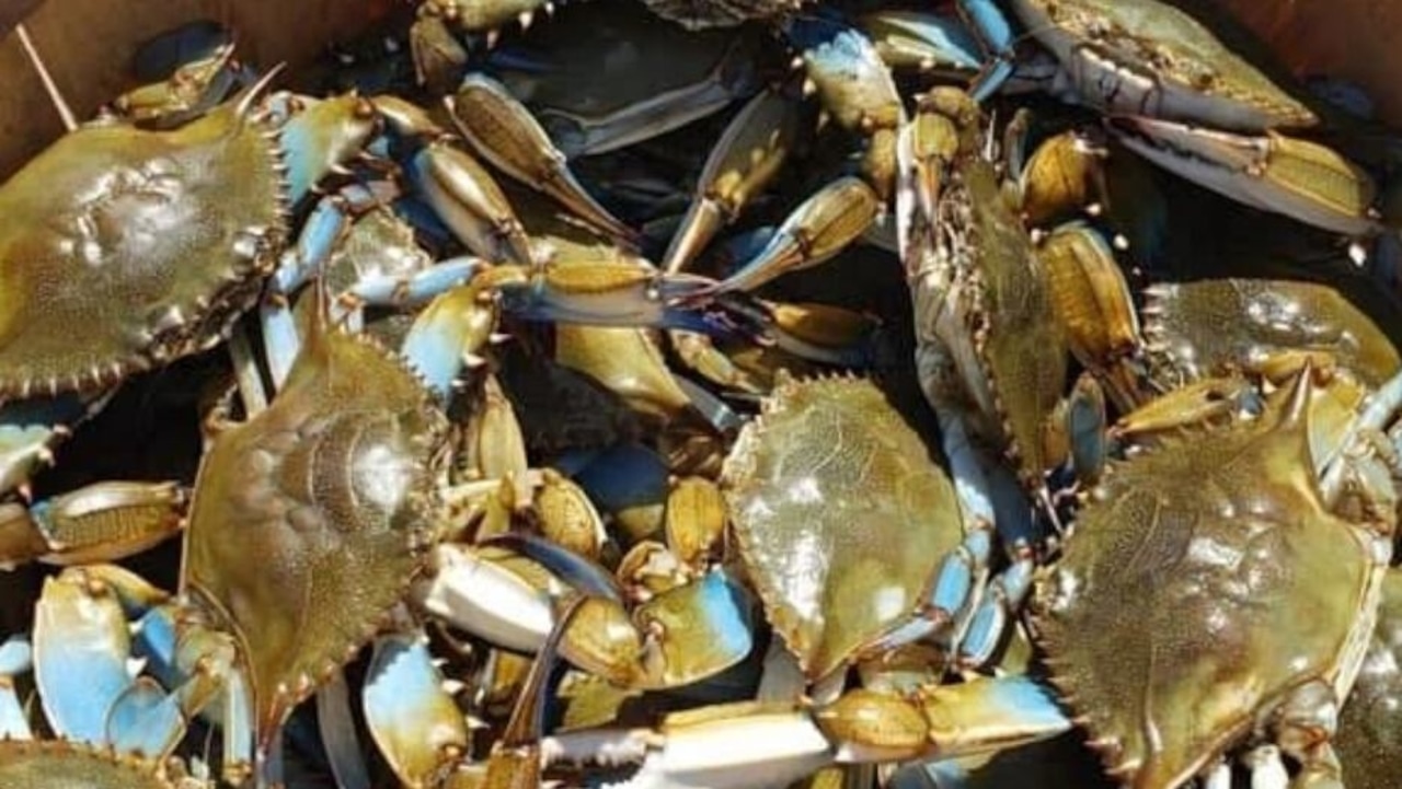 The Best Time to Catch Blue-Claw Crabs in New Jersey