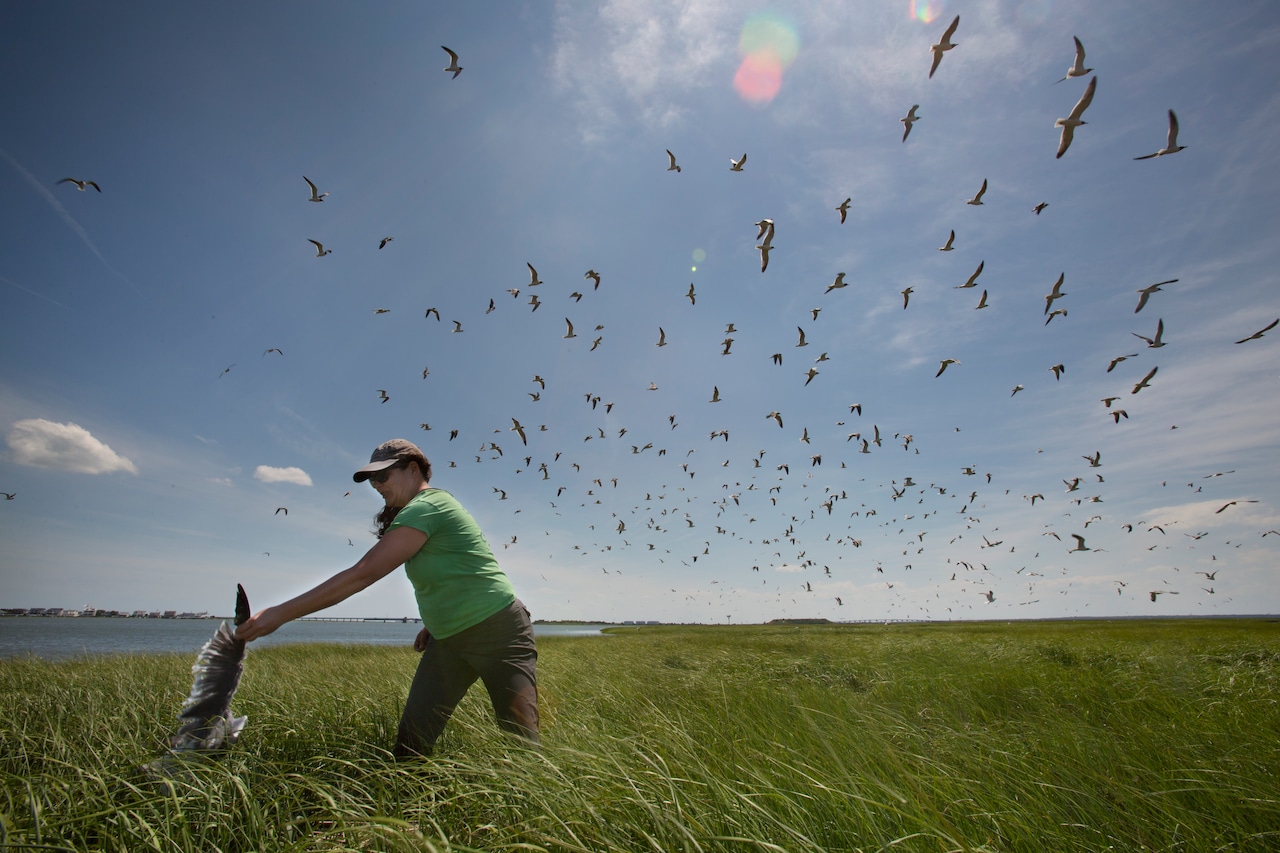Revitalizing the Wetlands: A Journey to Combat Rising Sea Levels
