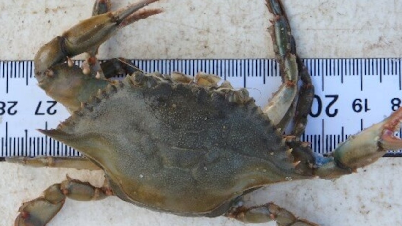 Blue Crab Season in New Jersey: Get Your Bushel Baskets Ready!