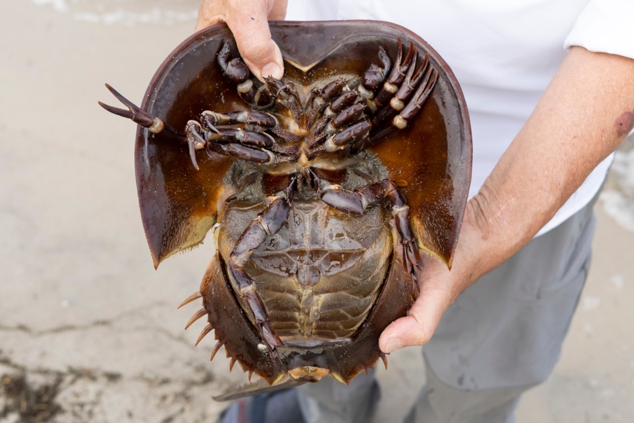 Controversy Surrounding Horseshoe Crab Harvesting in New Jersey