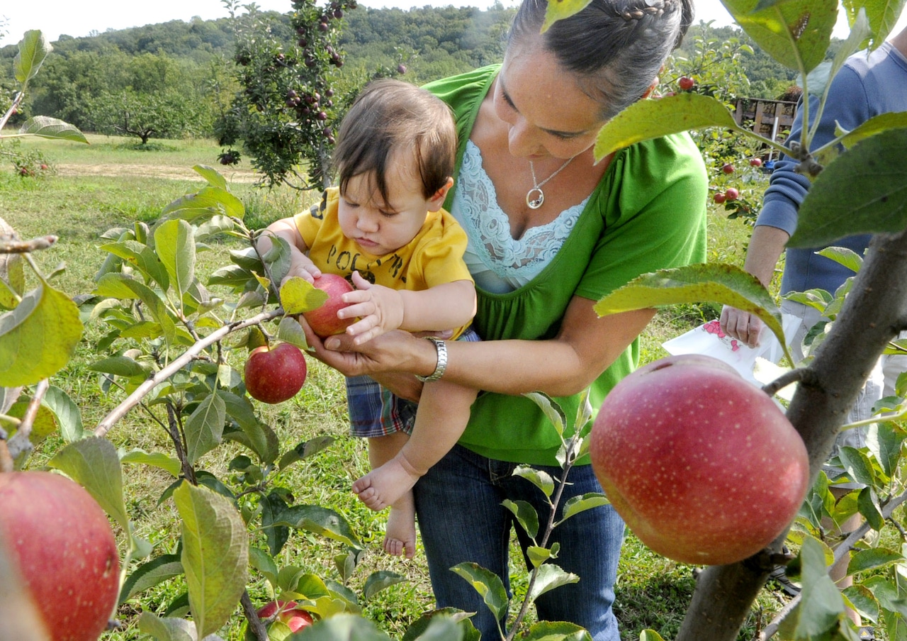 A Patchwork Apple-Picking Season in New Jersey