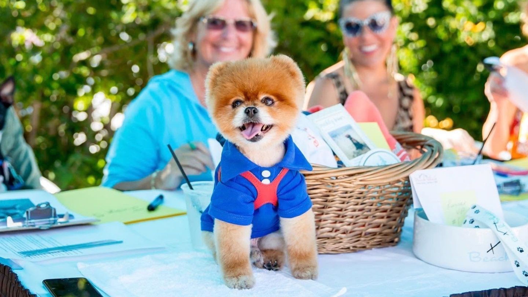 Cape May Goes to the Dogs: Annual Doggie Pageant Returns This Weekend