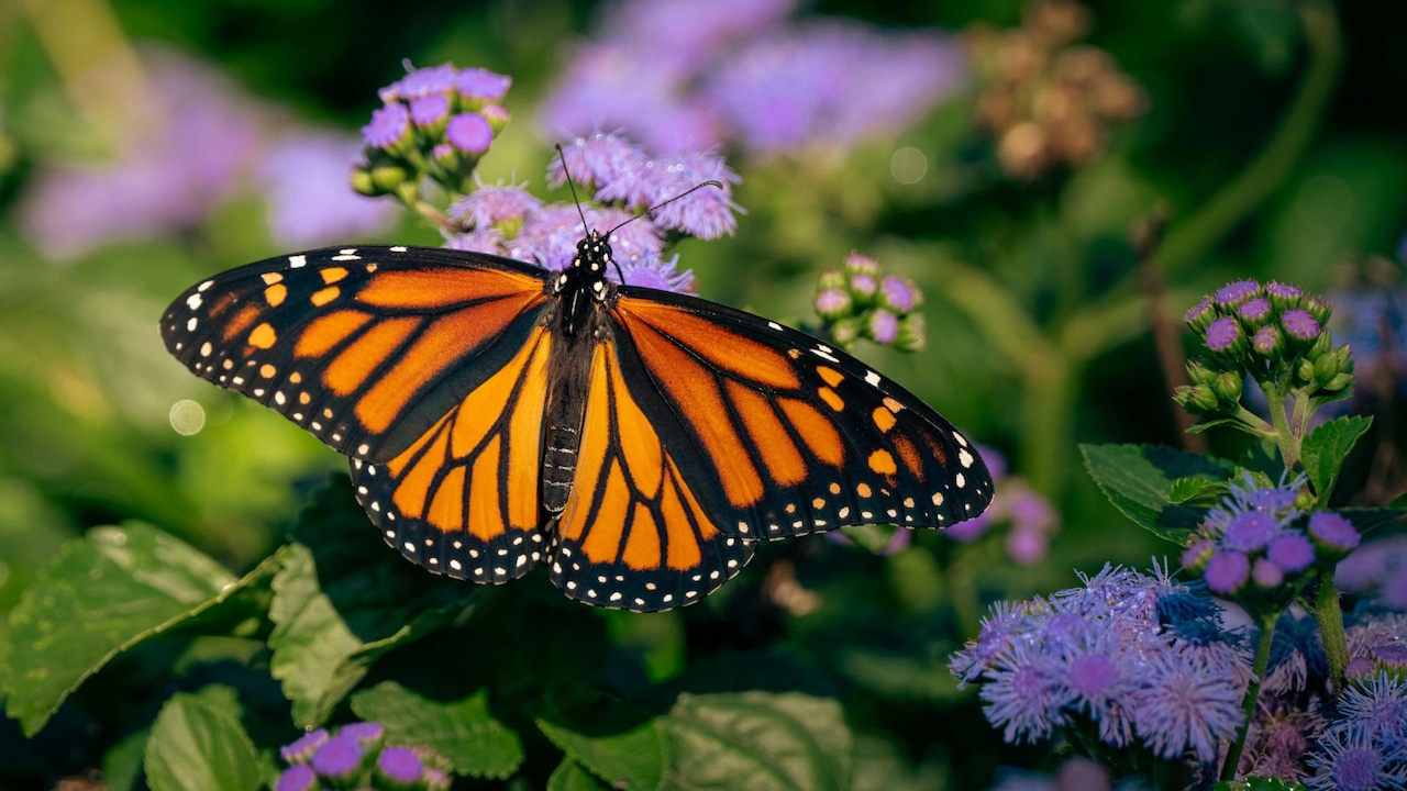 Unraveling Nature’s Mysteries with Project Monarch